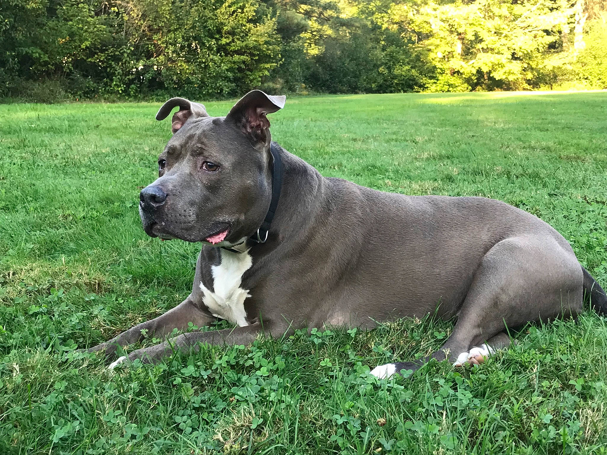 Tank is registered to the contest to win money with this photo: alaunt, american_pit_bull_terrier, american_staffordshire_terrier, bull_and_terrier, canidae, canis_panther, carnivore, dog, dog_breed, fawn, grass, mammal, molosser, non_sporting_group, pit_bull, snout, sporting_group, staffordshire_bull_terrier, terrier, vertebrate