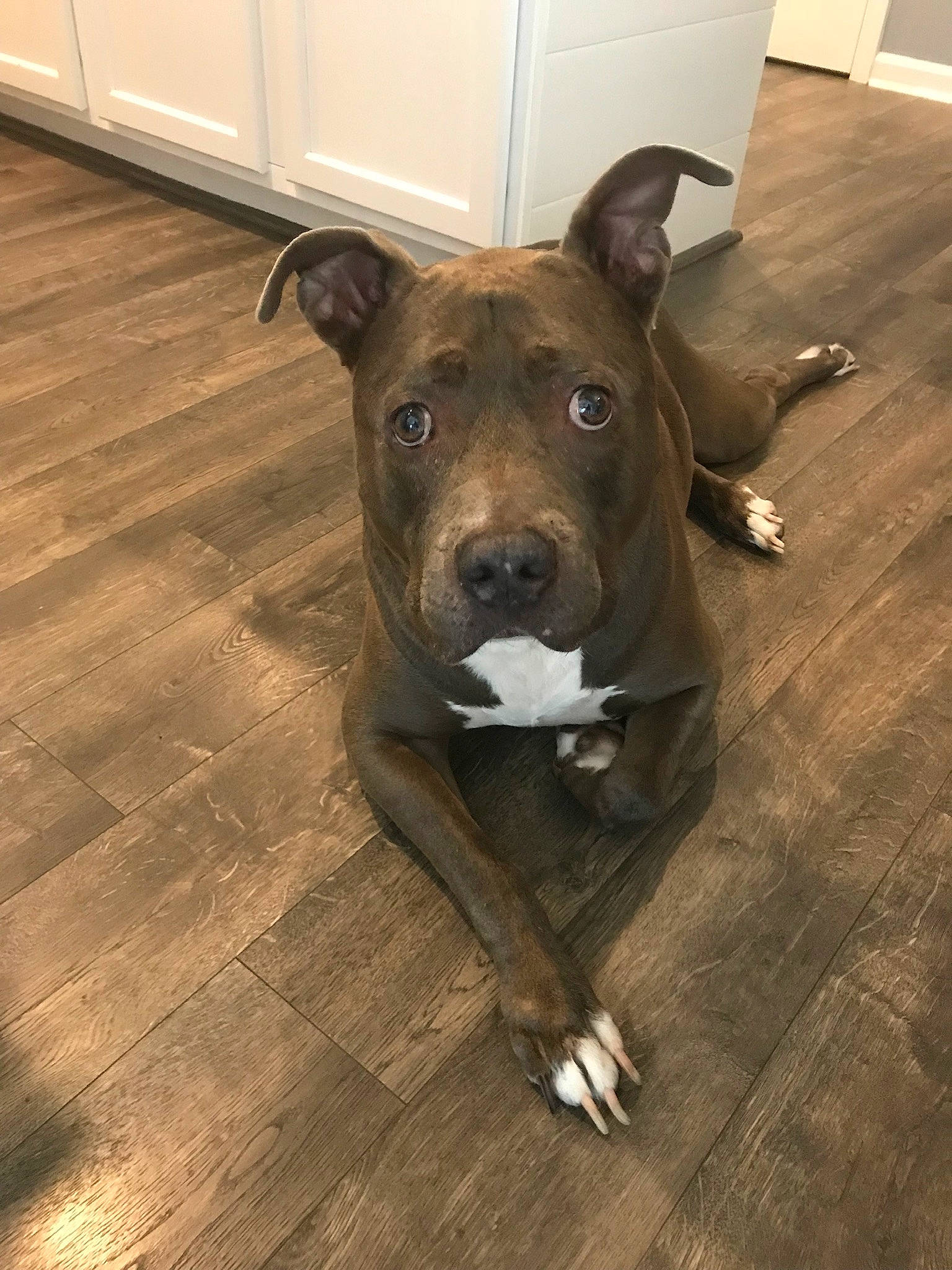 Tank is registered to the contest to win money with this photo: alaunt, american_pit_bull_terrier, american_staffordshire_terrier, bull_and_terrier, canidae, carnivore, dog, dog_breed, fawn, floor, flooring, mammal, non_sporting_group, pit_bull, snout, staffordshire_bull_terrier, whiskers