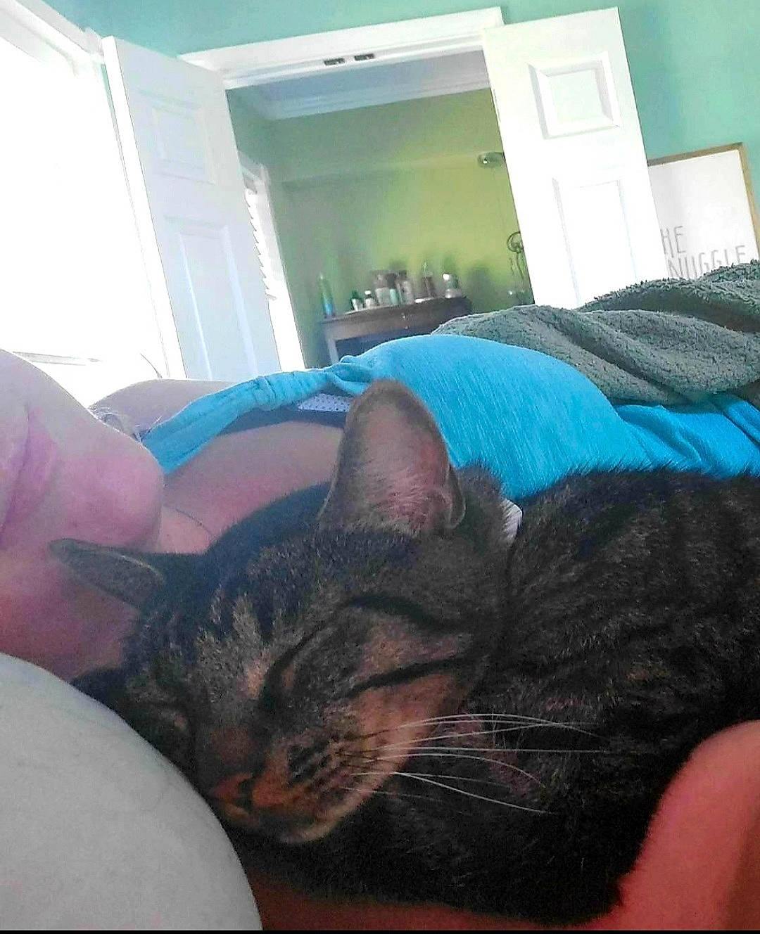 Wednesday joined the competition — help win amazing prizes! bed, bedding, carnivore, cat, comfort, couch, domestic_short_haired_cat, ear, felidae, fur, grey, linens, nap, paw, room, selfie, small_to_medium_sized_cats, snout, tail, whiskers