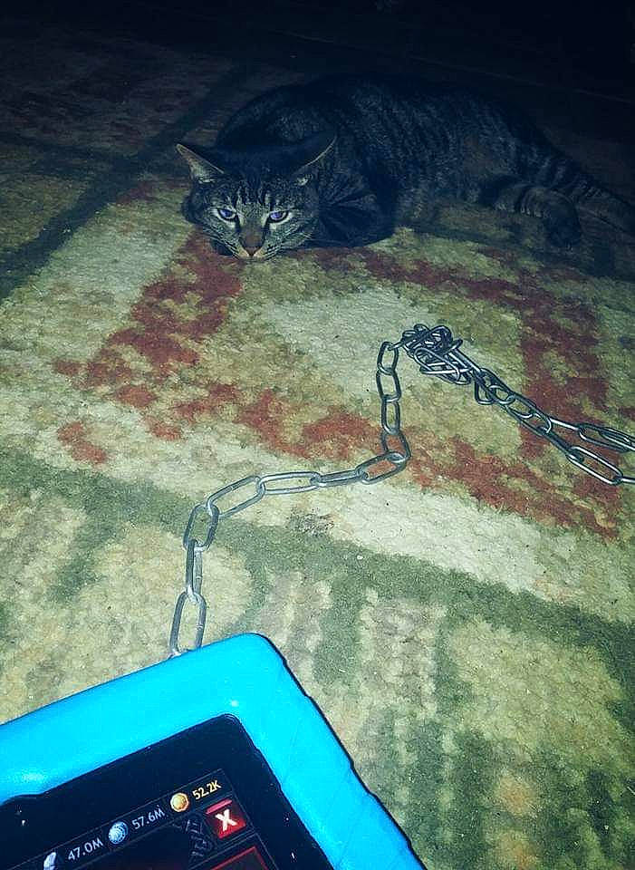 Wednesday joined the competition — help win amazing prizes! audio_equipment, blue, cloud, communication_device, display_device, electric_blue, felidae, font, gadget, grass, landscape, metal, meteorological_phenomenon, mobile_phone, portable_communications_device, sky, small_to_medium_sized_cats, space, telephony, whiskers