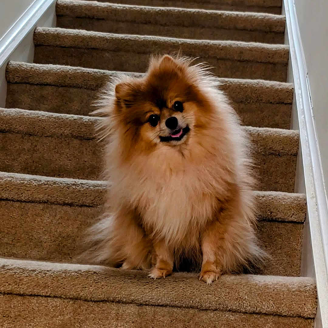 Leo joined the competition — help win amazing prizes! animal, canine, carpet, companion, cute, dog, domestic_animal, fluffy, friendly, fur, happy, house, indoor, pet, pomeranian, portrait, small_dog, smiling, staircase, stairs
