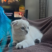 Albus participe au concours pour gagner de l'argent avec cette photo : kitten, cat, white_cat, blue_eyes, feather_toy, blanket, brown_blanket, indoor, pet, feline, cute, young_cat, playing, cozy, relaxed, home, television, blurred_background, animal, focus