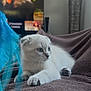 kitten, cat, white_cat, blue_eyes, feather_toy, blanket, brown_blanket, indoor, pet, feline, cute, young_cat, playing, cozy, relaxed, home, television, blurred_background, animal, focus