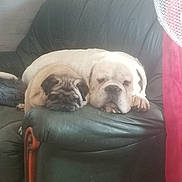 Noway participe au concours pour gagner de l'argent avec cette photo : animal, bulldog, companion, couch, cozy, curtain, cute, dog, domestic, fan, furniture, indoor, leather, pet, pug, relaxing, resting, sleepy, snuggling, two_dogs