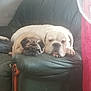 animal, bulldog, companion, couch, cozy, curtain, cute, dog, domestic, fan, furniture, indoor, leather, pet, pug, relaxing, resting, sleepy, snuggling, two_dogs