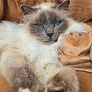 Umy participe au concours pour gagner de l'argent avec cette photo : cat, fluffy, blue_eyes, lounging, relaxed, close_up, feline, pet, indoor, cozy, brown_background, soft_texture, whiskers, paws, fur, portrait, animal, cute, resting, domestic_cat