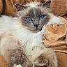 cat, fluffy, blue_eyes, lounging, relaxed, close_up, feline, pet, indoor, cozy, brown_background, soft_texture, whiskers, paws, fur, portrait, animal, cute, resting, domestic_cat