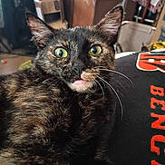 Addy joined the competition — help win amazing prizes! animal, black_surface, candid, cat, close_up, clutter, curious, ears, face, feline, fur, green_eyes, household, indoor, mouth, pet, portrait, text, tortoiseshell, whiskers