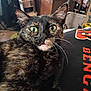 animal, black_surface, candid, cat, close_up, clutter, curious, ears, face, feline, fur, green_eyes, household, indoor, mouth, pet, portrait, text, tortoiseshell, whiskers