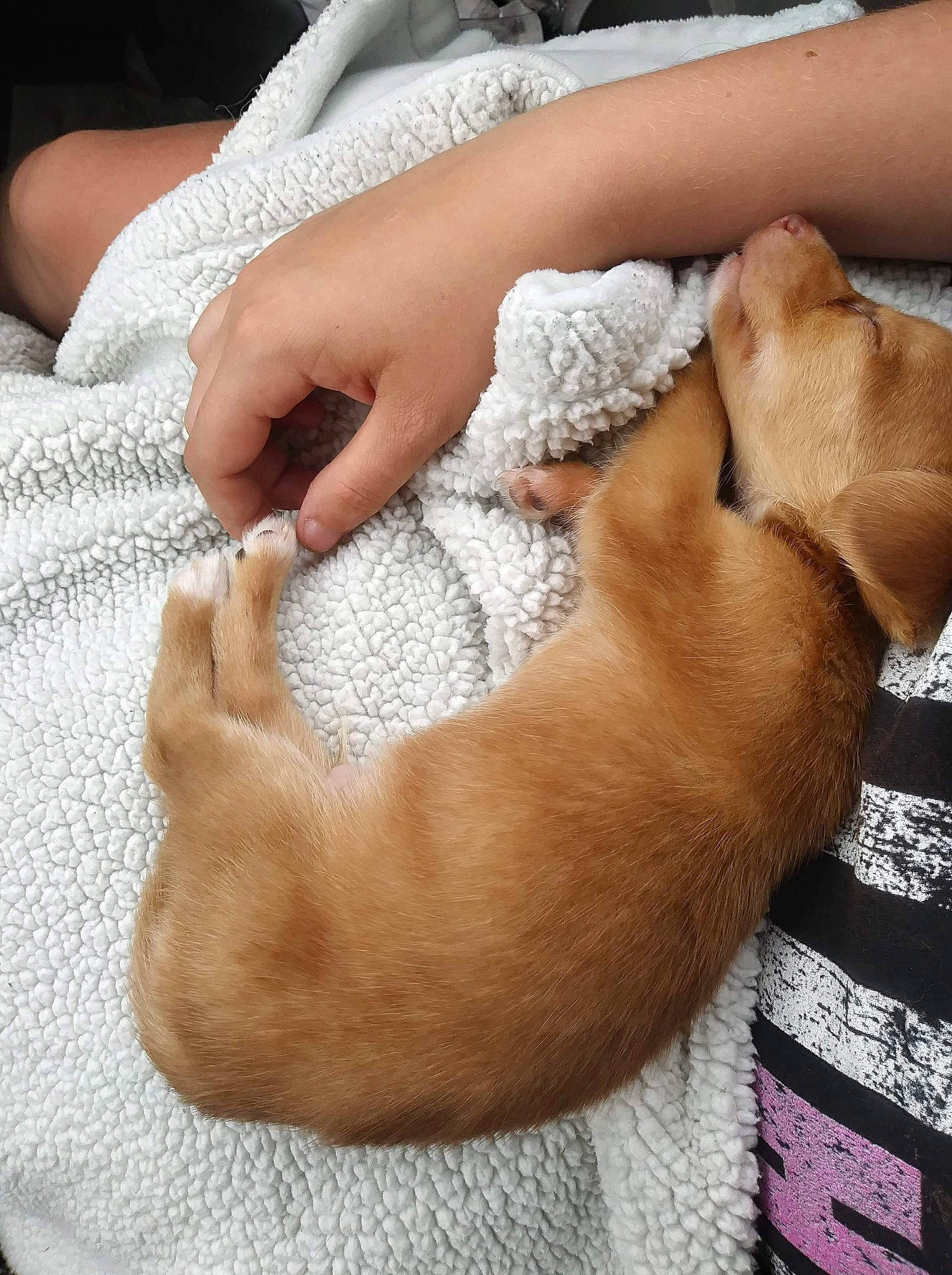 Dunkin joined the competition — help win amazing prizes! canidae, carnivore, child, companion_dog, dog, ear, fawn, hand, puppy_love, sporting_group