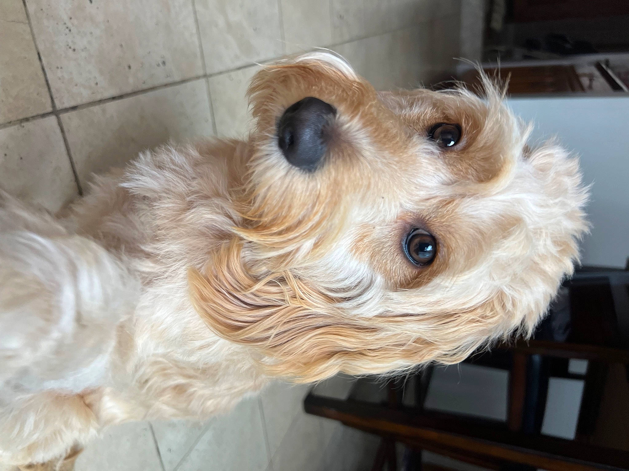 Lulu joined the competition — help win amazing prizes! canidae, carnivore, companion_dog, dog, dog_breed, dog_supply, fawn, fur, hardwood, maltepoo, non_sporting_group, pet_supply, small_terrier, snout, sporting_group, terrier, toy_dog, wood, working_animal