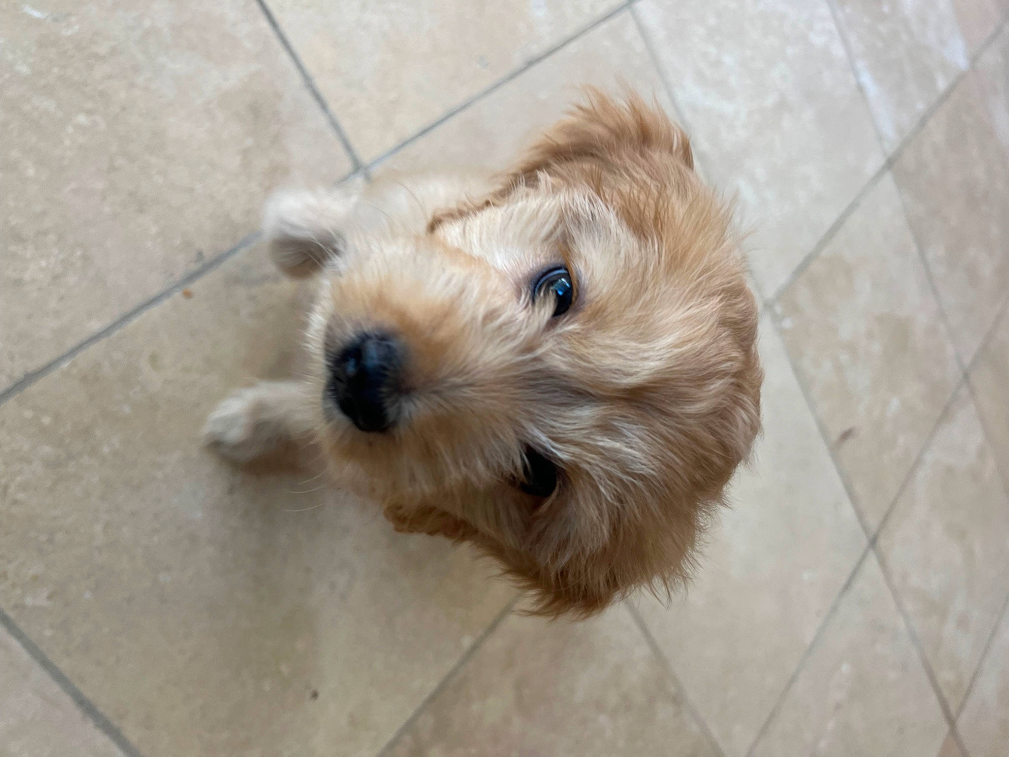 Lulu is registered to the contest to win money with this photo: canidae, carnivore, companion_dog, dog, dog_breed, fawn, flooring, fur, small_terrier, snout, sporting_group, terrestrial_animal, terrier, tile_flooring, toy_dog, working_animal, working_terrier