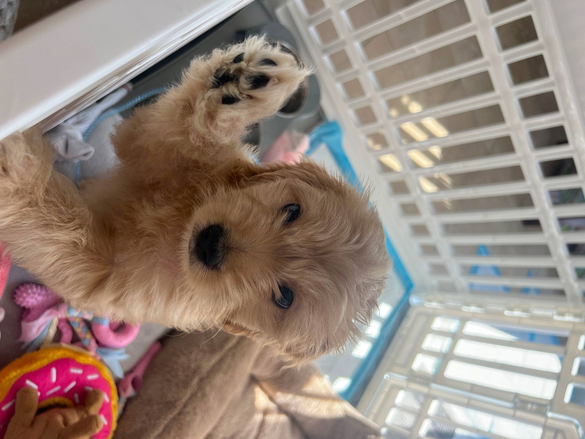 Lulu joined the competition — help win amazing prizes! canidae, carnivore, companion_dog, dog, dog_breed, dog_clothes, dog_supply, event, fawn, fur, pet_supply, plush, small_terrier, snout, sporting_group, stuffed_toy, terrier, toy, toy_dog, whiskers