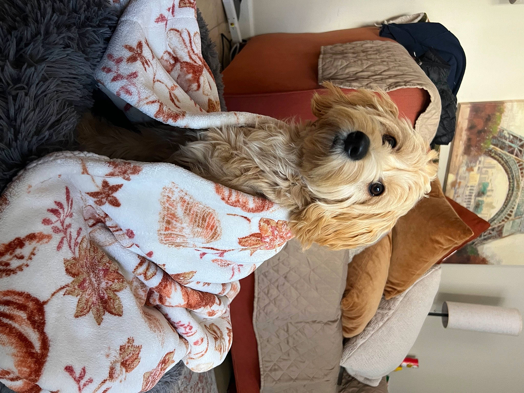 Lulu is registered to the contest to win money with this photo: canidae, carnivore, comfort, companion_dog, costume_hat, dog, dog_breed, dog_clothes, dog_supply, fawn, felidae, fur, hat, linens, pattern, room, sleeve, sporting_group, toy_dog, working_animal