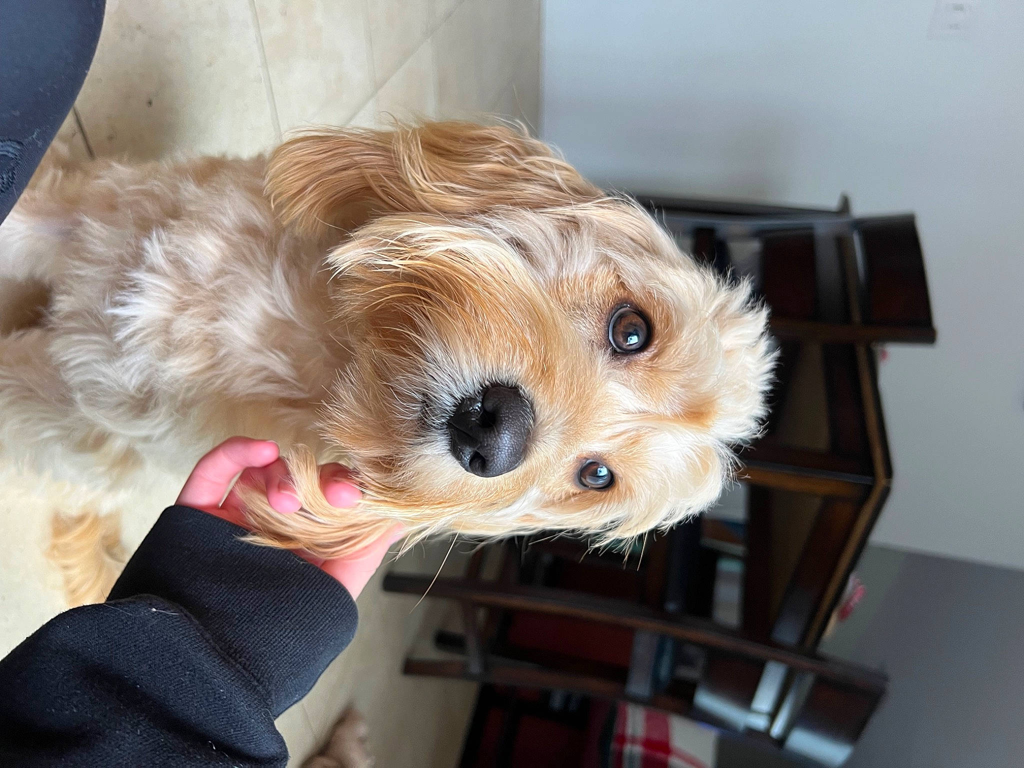 Lulu is registered to the contest to win money with this photo: canidae, carnivore, companion_dog, dog, dog_breed, dog_clothes, dog_supply, fawn, fur, maltepoo, puppy_love, shih_poo, small_terrier, snout, sporting_group, terrier, toy_dog, working_animal, yorkipoo, yorkshire_terrier