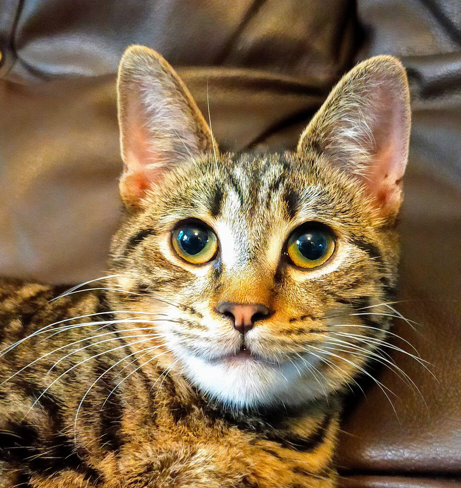 Mio joined the competition — help win amazing prizes! carnivore, cat, close_up, domestic_short_haired_cat, felidae, fur, small_to_medium_sized_cats, snout, terrestrial_animal, whiskers, wildlife