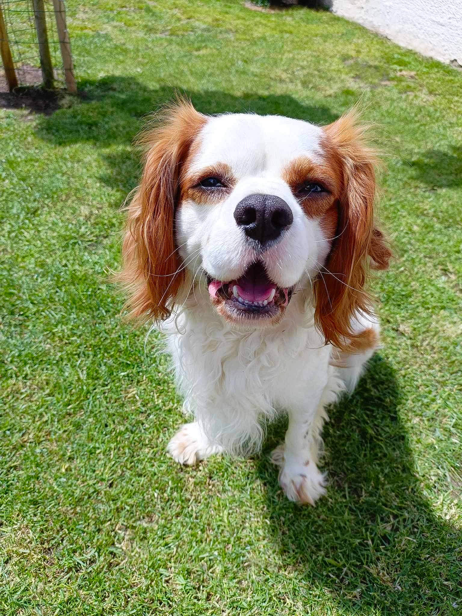 Pirate a rejoint le concours — aidez-le/la à gagner de superbes lots ! canidae, carnivore, cavalier_king_charles_spaniel, companion_dog, dog, dog_breed, fawn, fur, grass, gun_dog, irish_red_and_white_setter, king_charles_spaniel, liver, plant, smile, snout, spaniel, sporting_group, toy_dog, working_dog