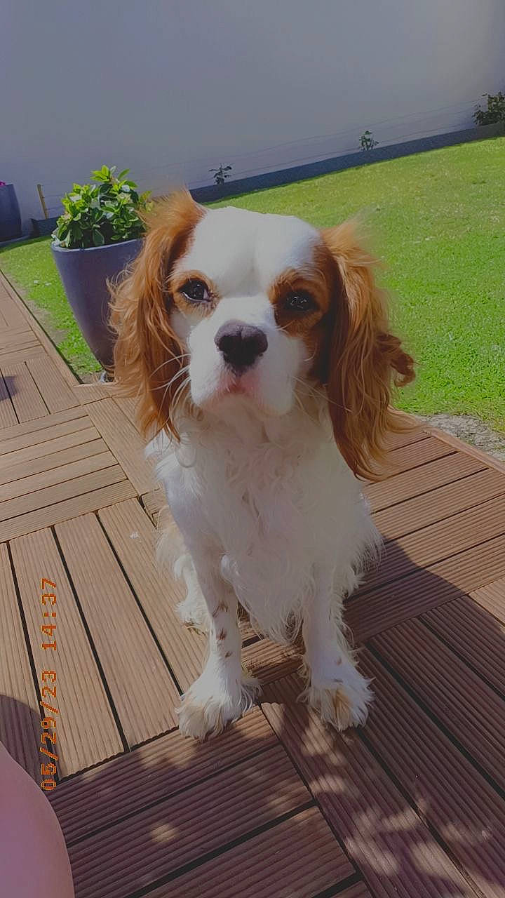 Pirate a rejoint le concours — aidez-le/la à gagner de superbes lots ! canidae, carnivore, cavalier_king_charles_spaniel, companion_dog, dog, dog_breed, dog_supply, fawn, flowerpot, fur, houseplant, king_charles_spaniel, liver, plant, sky, snout, spaniel, table, toy_dog, wood