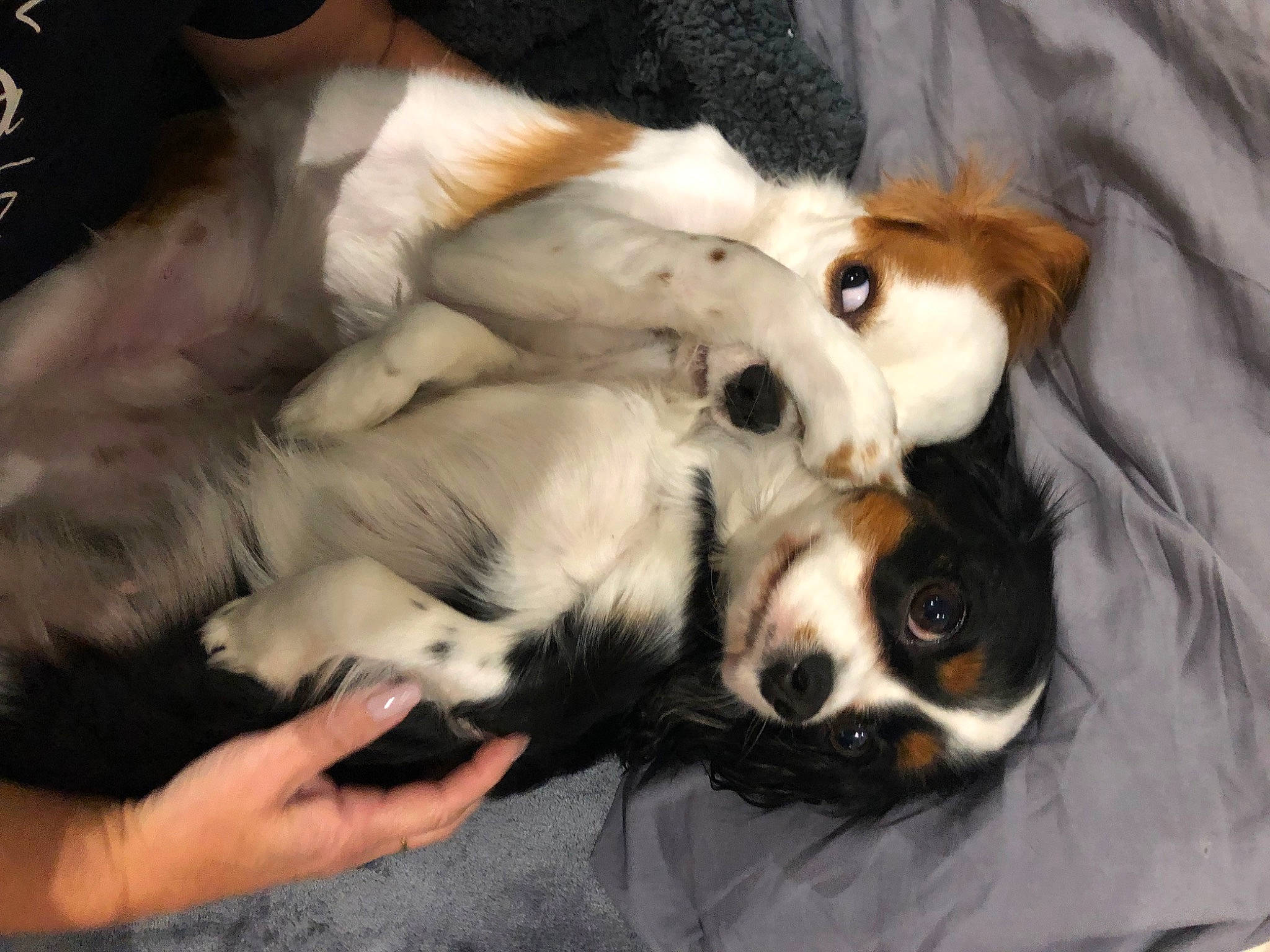 Pirate participe au concours pour gagner de l'argent avec cette photo : canidae, carnivore, comfort, companion_dog, dog, dog_breed, fawn, felidae, fur, nap, non_sporting_group, paw, puppy, sleep, small_to_medium_sized_cats, snout, sporting_group, terrestrial_animal, toy_dog, whiskers