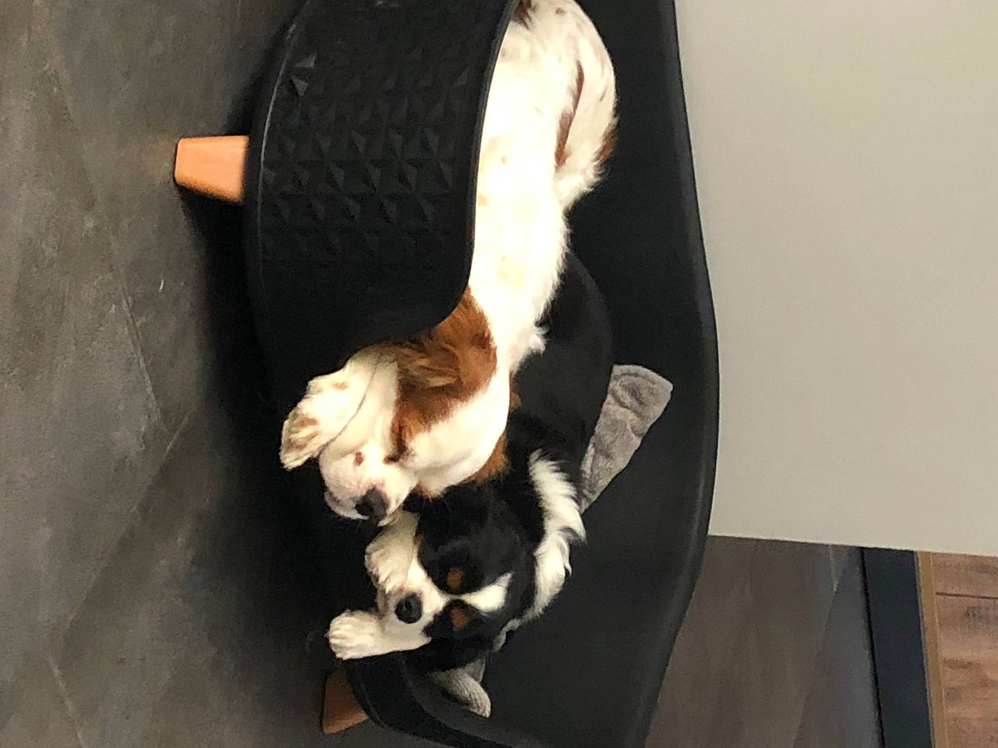 Ruby a rejoint le concours — aidez-le/la à gagner de superbes lots ! carnivore, cat, claw, comfort, companion_dog, dog_breed, fawn, felidae, foot, fur, gesture, hardwood, human_leg, knee, paw, pet_supply, small_to_medium_sized_cats, tail, whiskers, wood