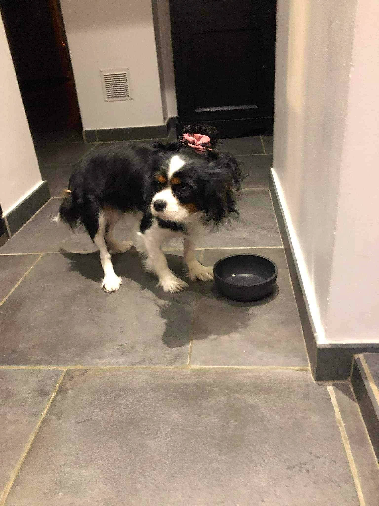 Ruby a rejoint le concours — aidez-le/la à gagner de superbes lots ! canidae, carnivore, companion_dog, dog, dog_breed, dog_supply, door, floor, flooring, fur, gun_dog, hardwood, herding_dog, room, snout, sporting_group, tail, working_animal, working_dog