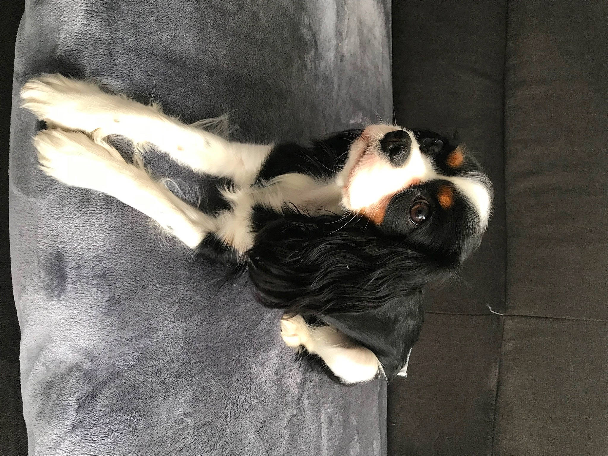 Ruby a rejoint le concours — aidez-le/la à gagner de superbes lots ! art, canidae, carnivore, companion_dog, dog, dog_breed, dog_supply, fawn, foot, fur, non_sporting_group, paw, snout, sporting_group, tail, tints_and_shades, toy_dog, whiskers, working_dog