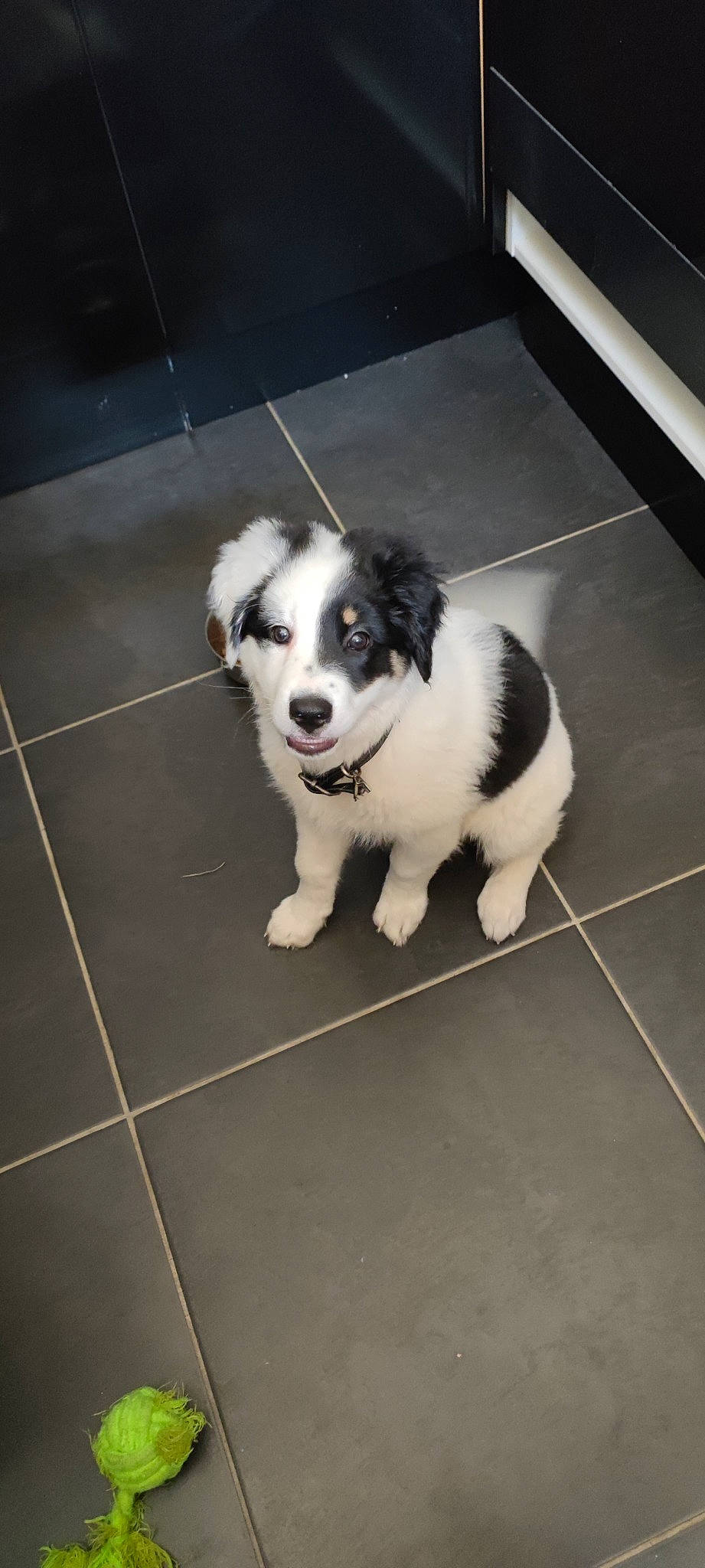 Pomme participe au concours pour gagner de l'argent avec cette photo : canidae, carnivore, companion_dog, dog, dog_breed, floor, flooring, foot, fur, herding_dog, non_sporting_group, paw, snout, sporting_group, tail, terrestrial_animal, tile_flooring, whiskers, working_animal, working_dog