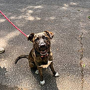 Bentley joined the competition — help win amazing prizes! dog, brindle, leash, sitting, smiling, outdoor, asphalt, sunlight, shadow, white_paws, white_chest, pet, canine, collar, happy, animal, friendly, walk, park, daytime