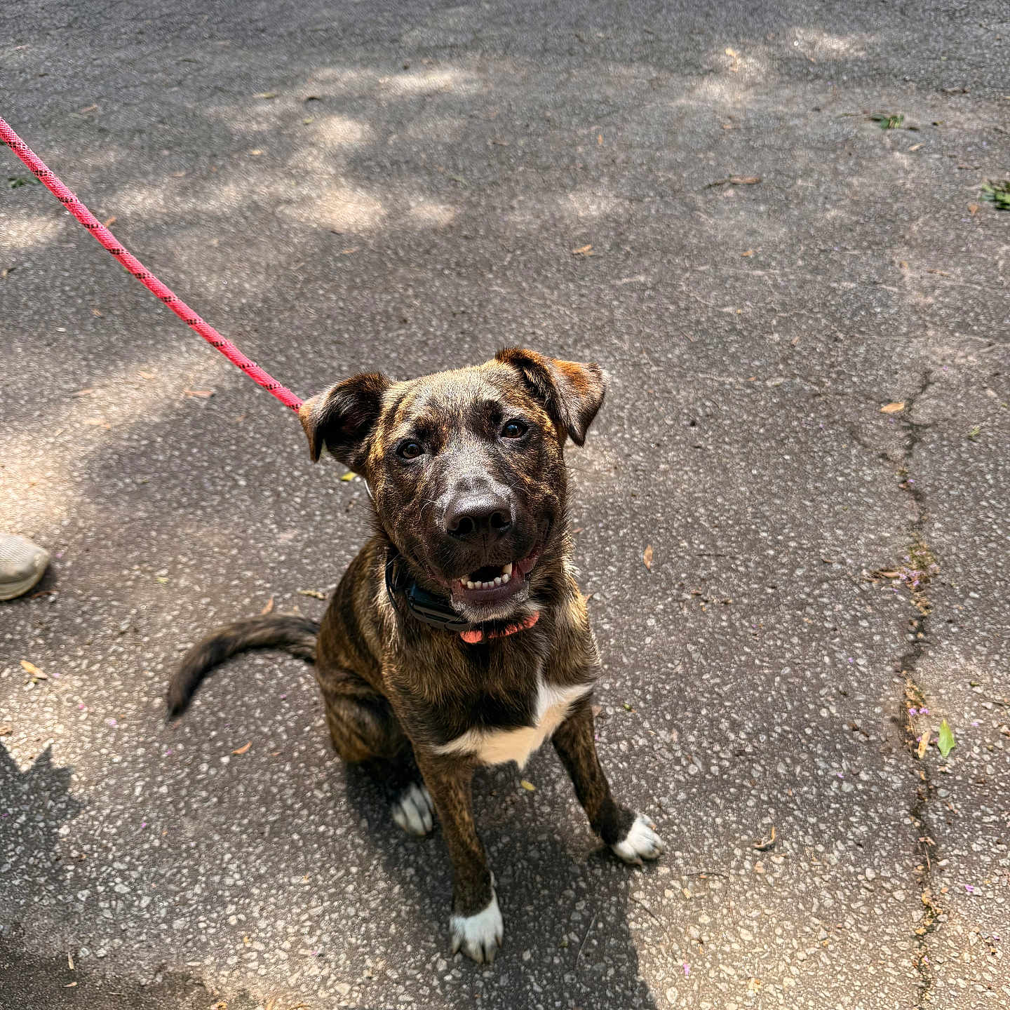 Bentley joined the competition — help win amazing prizes! animal, asphalt, brindle, canine, collar, daytime, dog, friendly, happy, leash, outdoor, park, pet, shadow, sitting, smiling, sunlight, walk, white_chest, white_paws