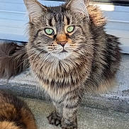 Tiboop a rejoint le concours — aidez-le/la à gagner de superbes lots ! cat, tabby, green_eyes, fluffy_fur, pet, animal, outdoor, concrete, door, whiskers, ears, paws, feline, mammal, close_up, portrait, fur_pattern, alert, domestic_animal, cute