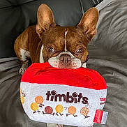 Coco joined the competition — help win amazing prizes! dog, brown_dog, white_dog, plush_toy, timbits, couch, gray_couch, pet_toy, indoor, canine, ears, front_paws, close_up, toy_box, stuffed_toy, pet, animal, cute, sitting, looking