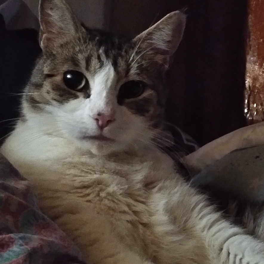 Luna joined the competition — help win amazing prizes! cat, feline, pet, animal, tabby, white_fur, striped_fur, green_eyes, whiskers, ears, face, portrait, lying_down, relaxed, blanket, bed, indoors, home, close_up, sleepy