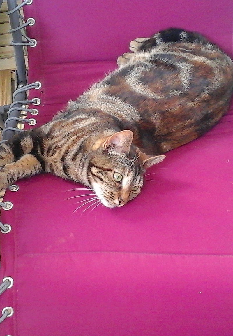 Mayline participe au concours pour gagner de l'argent avec cette photo : carnivore, cat, claw, comfort, domestic_short_haired_cat, felidae, foot, fur, magenta, paw, small_to_medium_sized_cats, snout, tail, terrestrial_animal, whiskers, wildlife