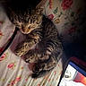 Paris joined the competition — help win amazing prizes! bedspread, cat, cozy, curled_up, cute, device, floral, fur, indoor, kitten, nap, paw, pet, relaxed, resting, sleeping, soft_light, tabby, tablet, technology