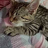 Paris is registered to the contest to win money with this photo: animal, blanket, cat, comfort, cozy, cute, ear, fur, indoors, kitten, nap, pastel_colors, paw, pet, relaxation, resting, sleeping, soft, striped, tabby