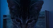 Paris is registered to the contest to win money with this photo: animal, bed, blue_light, cat, collar, curious, cute, domestic, feline, fur, home, indoor, kitten, led_lights, night, pet, resting, small, soft_light, striped