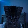animal, bed, blue_light, cat, collar, curious, cute, domestic, feline, fur, home, indoor, kitten, led_lights, night, pet, resting, small, soft_light, striped