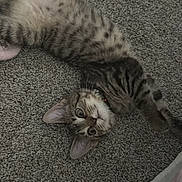 Paris joined the competition — help win amazing prizes! animal, carpet, cat, collar, cute, ears, feline, floor, fur, gray, indoor, kitten, pet, playful, relaxed, soft, stretching, tabby, whiskers, young