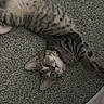 animal, carpet, cat, collar, cute, ears, feline, floor, fur, gray, indoor, kitten, pet, playful, relaxed, soft, stretching, tabby, whiskers, young