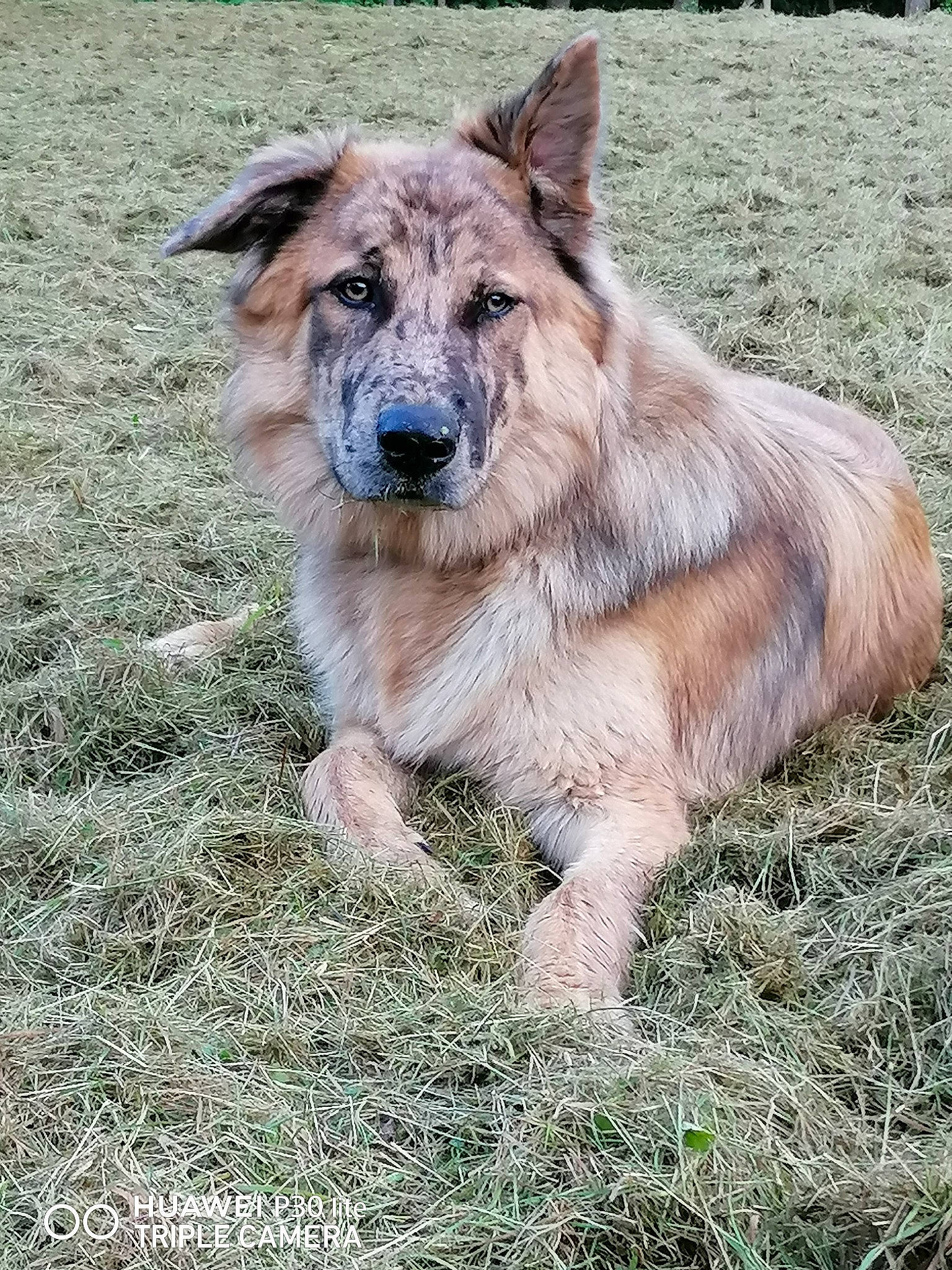 Lucky participe au concours pour gagner de l'argent avec cette photo : ancient_dog_breeds, canidae, carnivore, collar, companion_dog, dog, dog_breed, east_european_shepherd, fang, fawn, fur, german_shepherd_dog, grass, herding_dog, plant, sporting_group, terrestrial_animal, whiskers, working_animal, working_dog