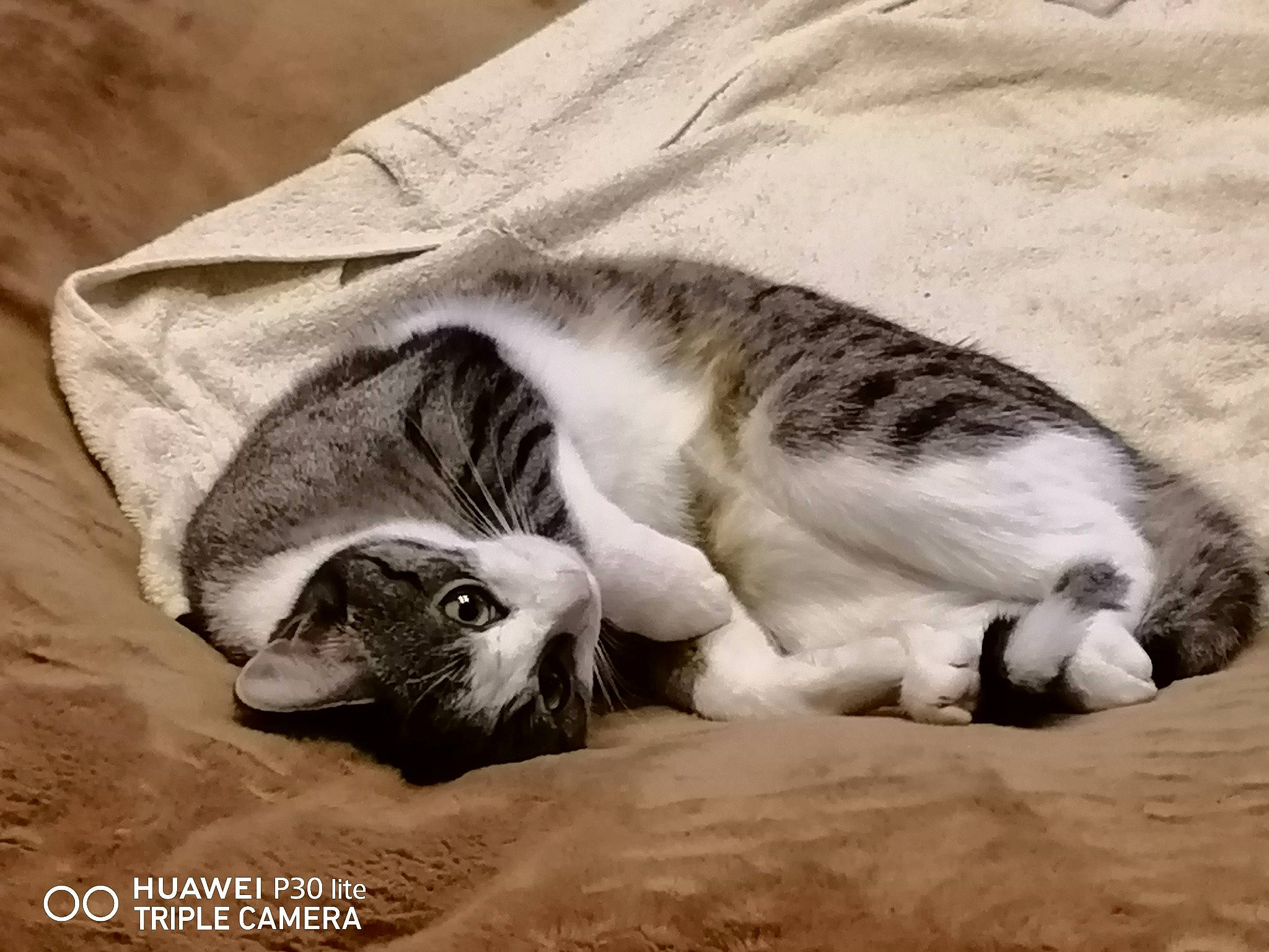 Dory a rejoint le concours — aidez-le/la à gagner de superbes lots ! carnivore, cat, claw, comfort, domestic_short_haired_cat, felidae, fur, grey, linens, nap, paw, sand, sleep, small_to_medium_sized_cats, snout, tail, whiskers, wood