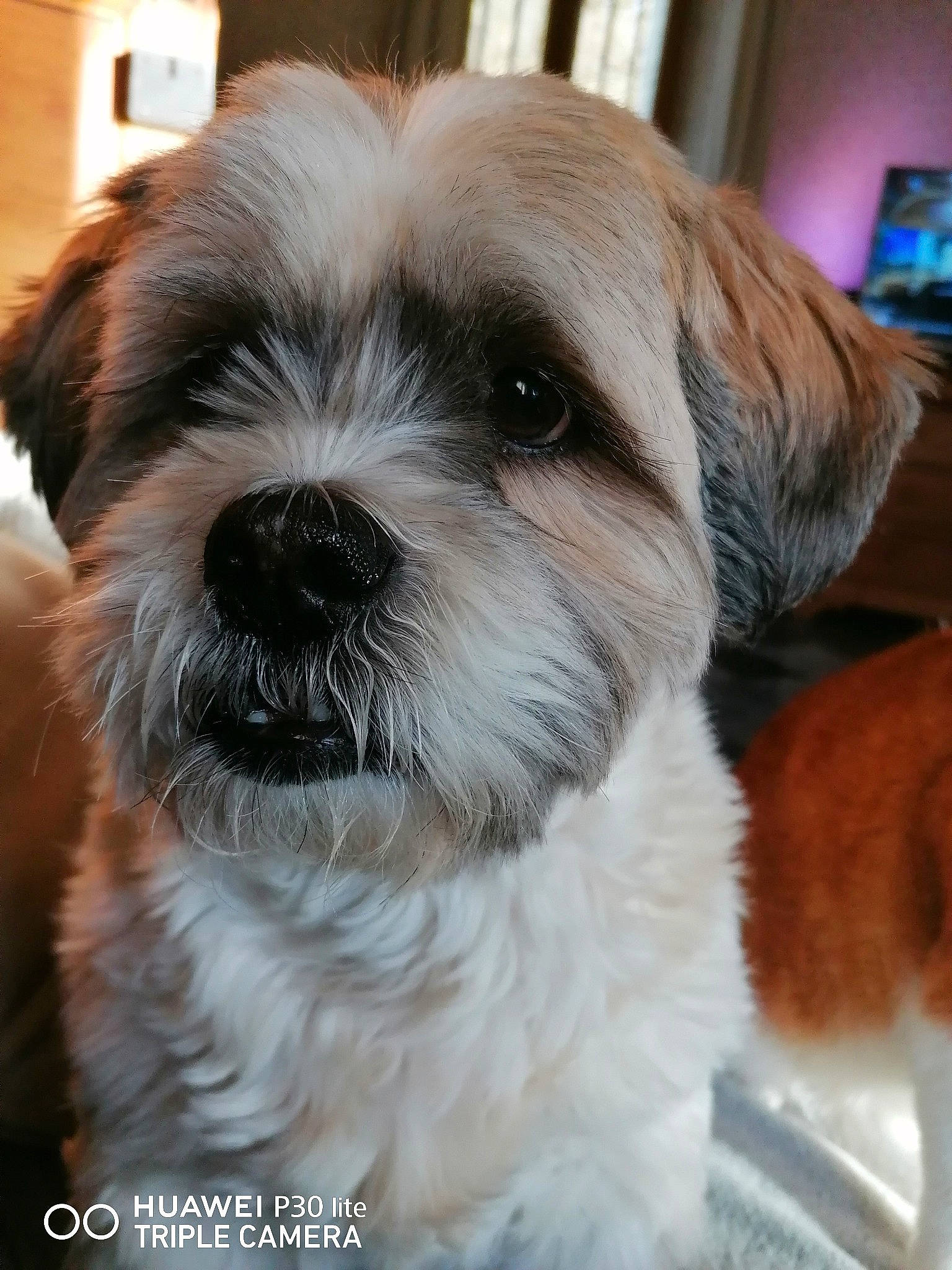 Pilou a rejoint le concours — aidez-le/la à gagner de superbes lots ! canidae, carnivore, companion_dog, dog, dog_breed, fawn, fur, liver, maltepoo, picture_frame, shih_poo, shih_tzu, small_terrier, snout, sporting_group, terrestrial_animal, terrier, toy_dog, whiskers, working_animal