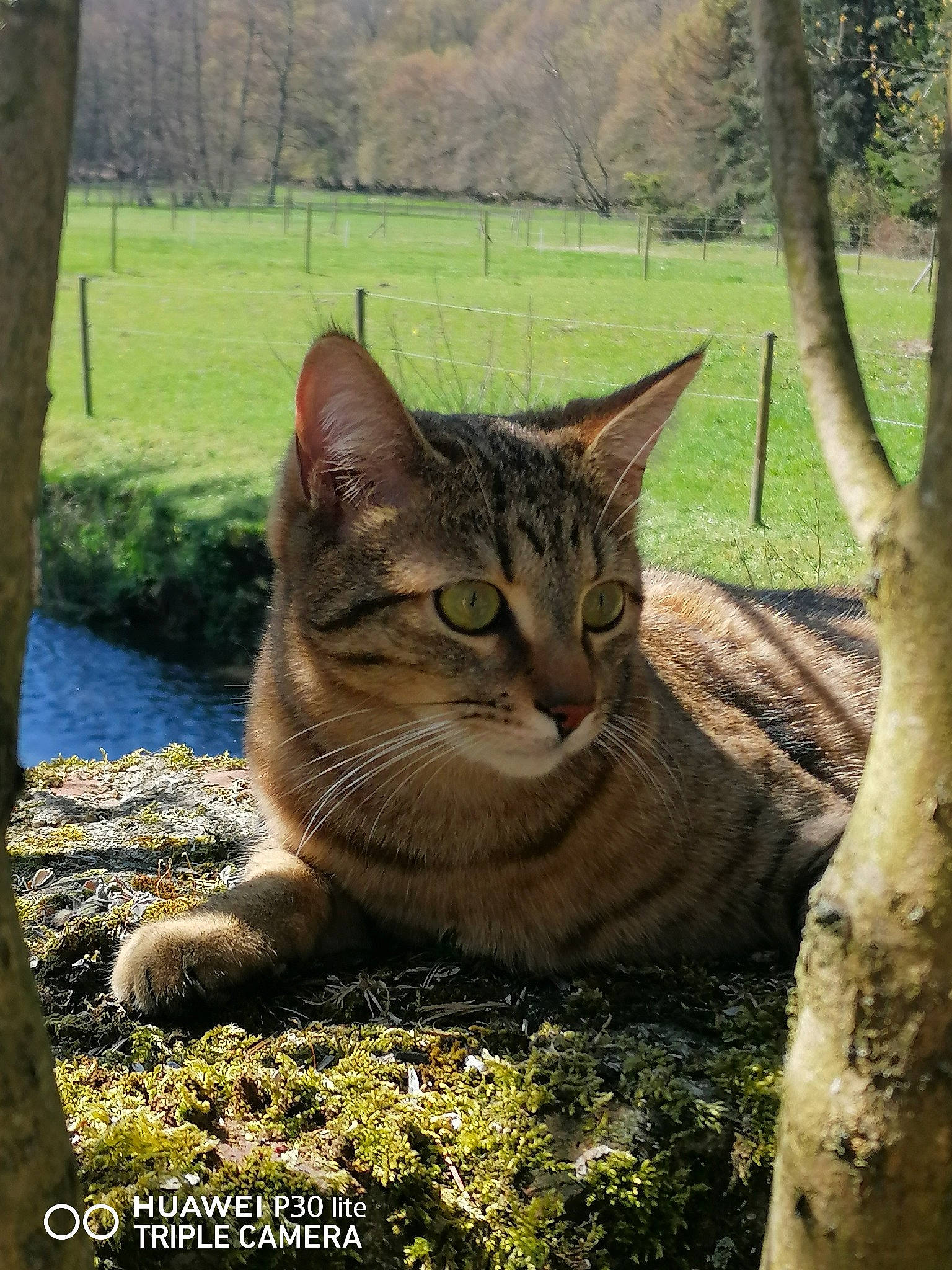 Willy a rejoint le concours — aidez-le/la à gagner de superbes lots ! carnivore, cat, fawn, felidae, fur, grass, groundcover, lynx, mammal, plant, small_to_medium_sized_cats, snout, tail, terrestrial_animal, tree, trunk, vertebrate, whiskers, wildlife, wood