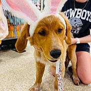 Millie joined the competition — help win amazing prizes! dog, puppy, bunny_ears, leash, person, smiling, indoor, floor, tile_floor, clothing, black_shirt, golden_retriever, cute, pet_store, playful, accessory, kneeling, happy, animal, ears