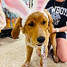 dog, puppy, bunny_ears, leash, person, smiling, indoor, floor, tile_floor, clothing, black_shirt, golden_retriever, cute, pet_store, playful, accessory, kneeling, happy, animal, ears