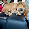 Millie joined the competition — help win amazing prizes! puppy, dog, golden_retriever, sleeping, car_interior, center_console, person, hoodie, casual_clothing, comfort, nap, pet, animal, closeup, indoor, leather, resting, cute, fur, companionship