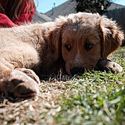 Millie is registered to the contest to win money with this photo: animal, backyard, brown, closeup, cute, daylight, dog, fur, grass, lying_down, nature, outdoor, person, pet, pet_owner, puppy, red_clothing, relaxed, sunlight, young