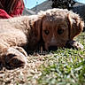 puppy, dog, grass, outdoor, sunlight, fur, pet, animal, cute, lying_down, young, brown, closeup, nature, daylight, backyard, person, red_clothing, relaxed, pet_owner