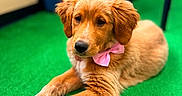 Millie joined the competition — help win amazing prizes! animal, background_blur, bow, canine, carpet, collar, cute, dog, domestic_animal, fluffy, fur, golden_retriever, green_carpet, indoor, laying_down, pet, pink_bow, puppy, resting, young_dog