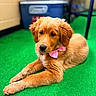 Millie joined the competition — help win amazing prizes! dog, puppy, golden_retriever, bow, pink_bow, indoor, carpet, green_carpet, animal, pet, cute, fluffy, laying_down, young_dog, fur, canine, domestic_animal, resting, collar, background_blur